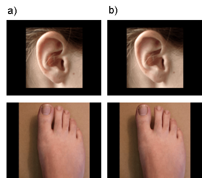 First frame (a) and frame depicting maximum displacement (b) taken from demonstration video of ear movements (top panel) and toe movements (bottom panel).