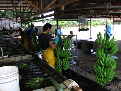 Cutting bananas from stalks
