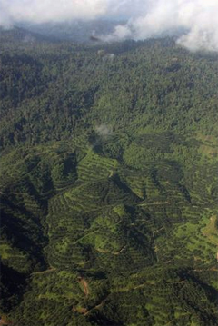 Oil palm plantations and logged-over forest in Malaysian Borneo