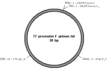 pDRAW figure of RNAi plasmid showing T7 forward primer positions