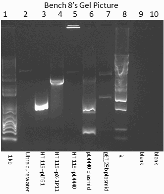 Pictures of PCR gels with markings