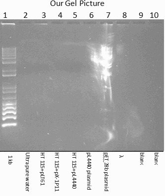 Pictures of PCR gels with markings