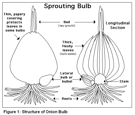 Structure of Onion Bulb
