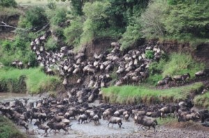 Wildebeest crossing