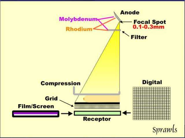 Film/screen and digital receptors