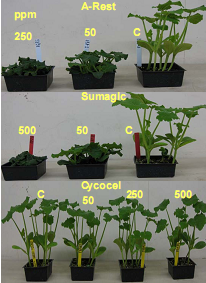 Photograph showing grown Pumpkin plants treated with plant growth retardants.