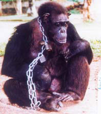 Cruelty to animals in zoos