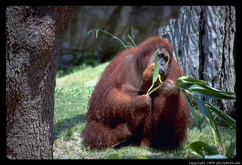 Orangutan in a zoo in New Orleans