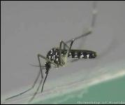 Aedes albopictus 