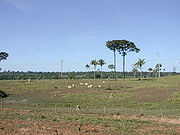Large areas of forest are removed to make way for plantations and cattle ranches