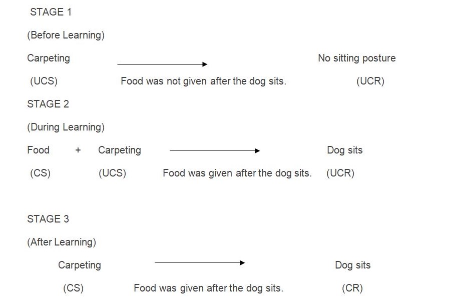 Example of Classical Conditioning procedure