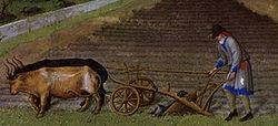 A farmer using Oxen to plough his farm.