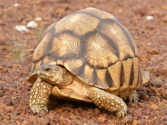 An image of a plowshare tortoise