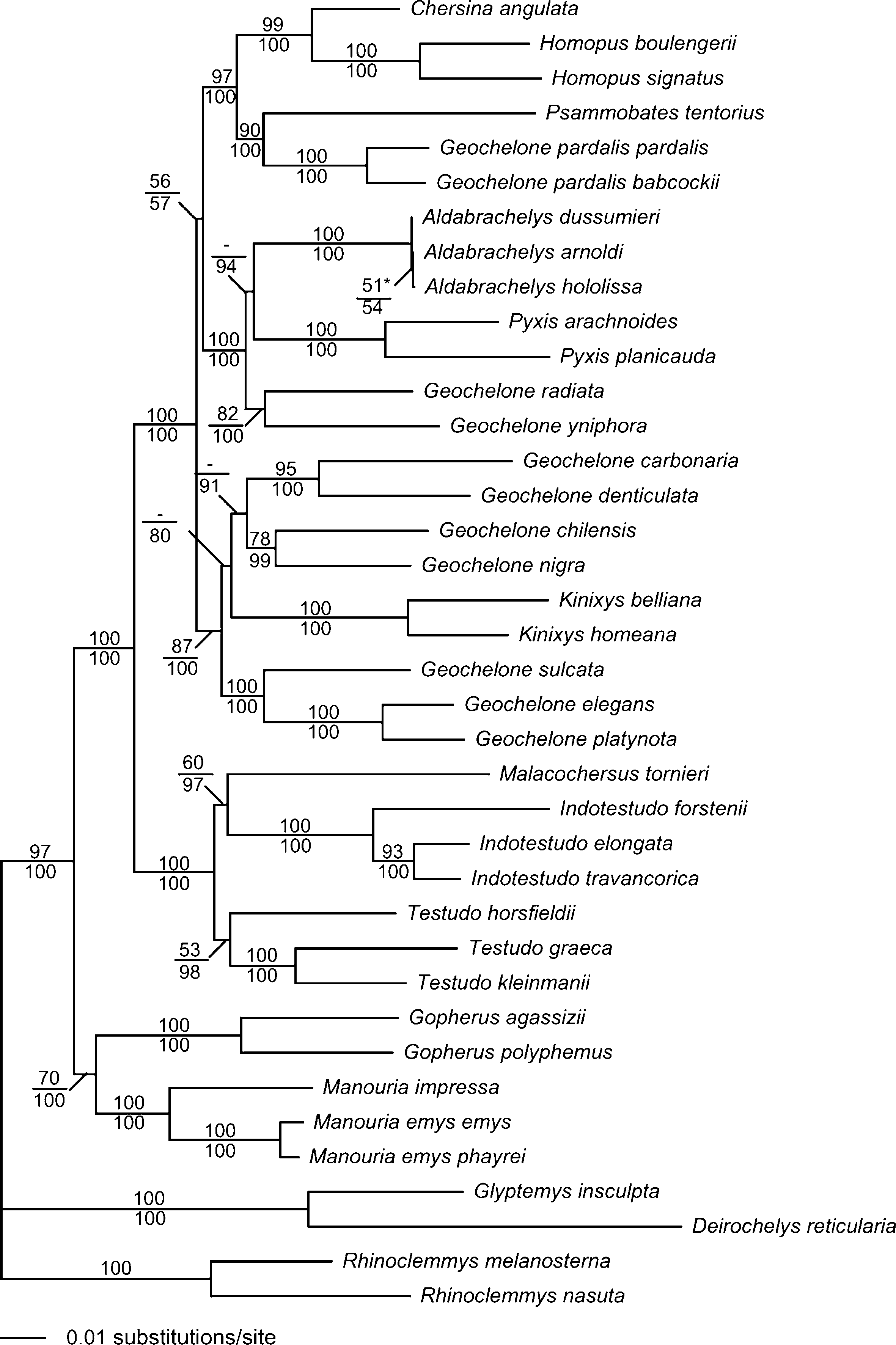 Phylogenetic relationship within Testudinidae