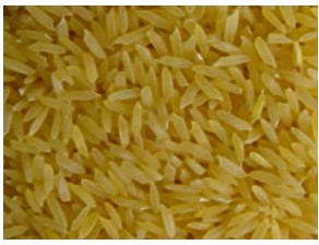 The Golden Rice