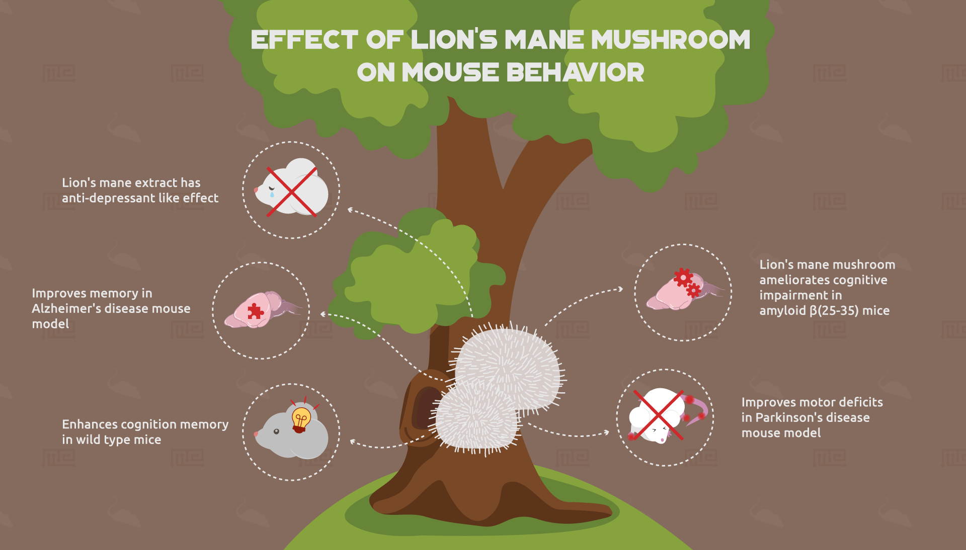 Effect of Lion's Mane Mushroom on Mouse Behavior