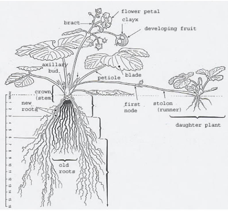 Strawberry Plant Structure