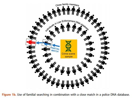 Use of familial searching in combination with a close match in a police DNA database