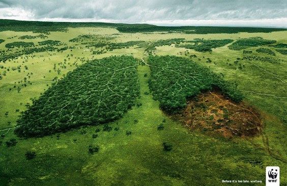Forests Are the Earth's Lungs