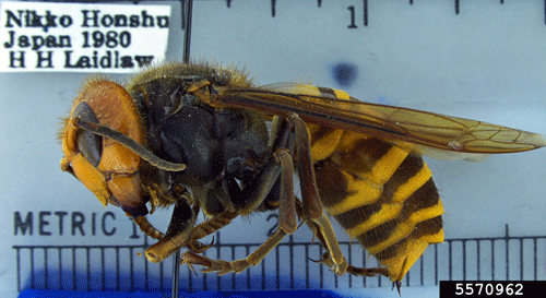 Appearance of the Asian giant hornet