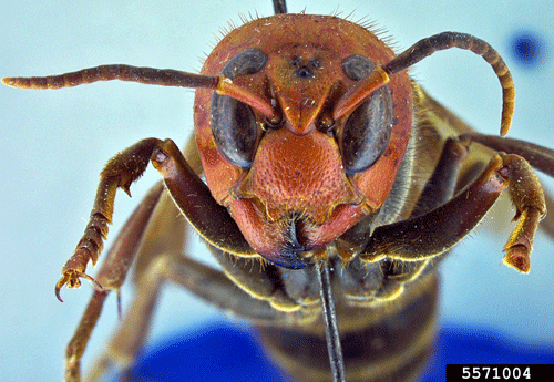 Face structure of the hornet 