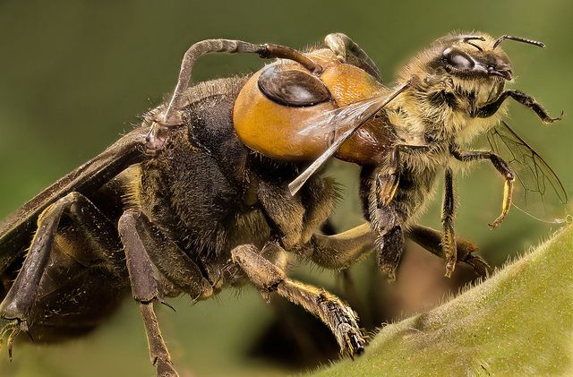 The Asian giant hornet eats the honeybee with its powerful jaws