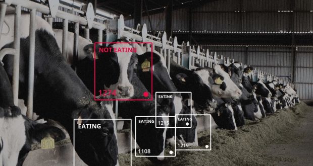 Facial recognition software helps to assess animal behavior 