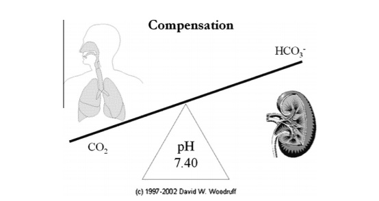 The respiratory and renal systems to maintain the pH level