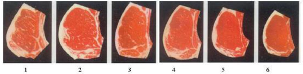  Different configurations of the muscle covered with adipose tissue