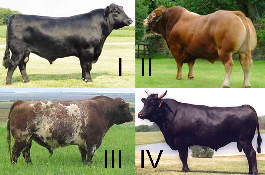 Appearance of four different breeds of cow