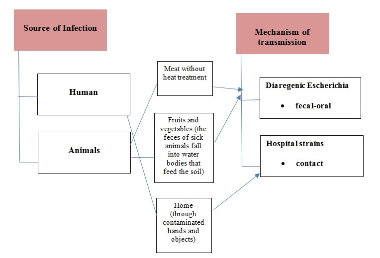 Scheme of E. coli transmission 