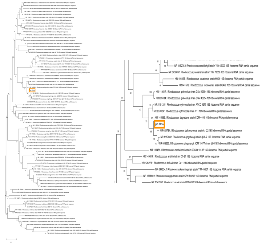 The phylogenetic tree for Gr1 and Rhodococcus genus based on comparison of 16S rRNA gene