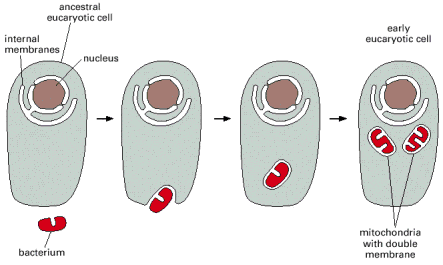 Mitochondrial evolutions
