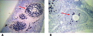 Photomicrographs showing BrdU labelling labeling within the granulosa cells of growing follicles in the marmoset ovary.