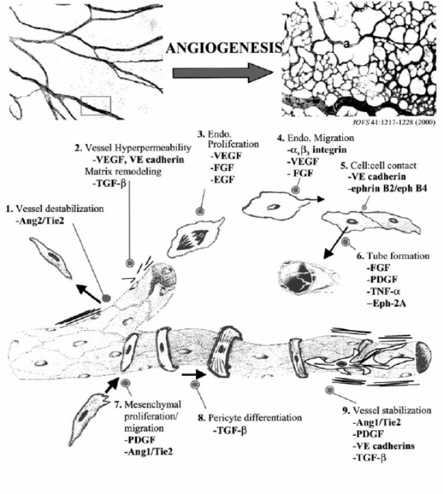  Mechanisms of normal angiogenesis (from Papetti and Herman, 2002)