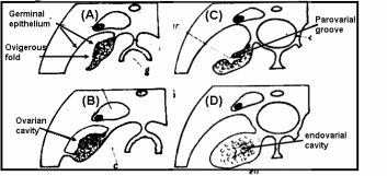 Diagram showing ovarian sections of (A,B) teleost, Cobitis with ovigerous fold with germinal epithelium lining later fused with coelomic wall with same epithelial lining, and (C,D) teleost, Acerina with ovigerous fold free and open, later closed into endovarial cavity. Adapted from Duke (1978).