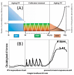 Number of PGC’s (A) and gonadotropin concentrations (B) during childhood (prepubertal), prime reproductive and postmenopausal phases.