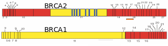  Mutations in BRCA genes give individuals a predisposition to more ovarian cancer (in yellow), or more breast cancer (in red) risks. Taken from Sowter & Ashworth 2005).