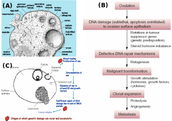 Normal ovulation cycle and events leading to OEC.