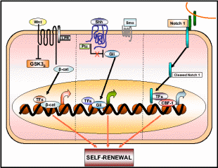  Signaling pathway involved in normal and cancer stem cell biology. 
