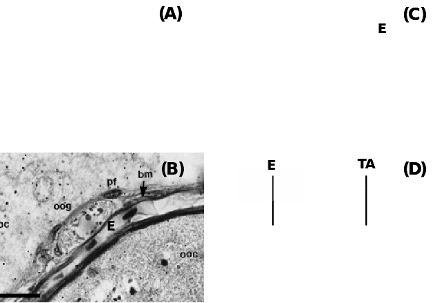 OSE and underneath tissues in diverse vertebrates.