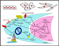 Morphology of Epithelial-to Mesenchymal transition and signaling events during EMT by E-cadherin/MMP-3 and integrin/ILK activation of nuclear Snail1 enabling series of down-regulation of genes responsible for EMT. Taken from Lee et al. (2006).