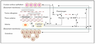 Ovulation-related biochemical interaction of OSE and underneath tissues. 