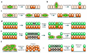 Possible patterns of stem cell multiplications. 