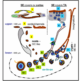 Model showing germ cell origin from OSE. 