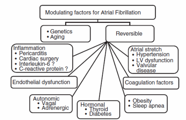 The concept of multiple modulating factors of AF