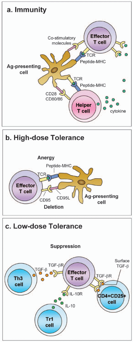 Mechanisms of oral tolerance