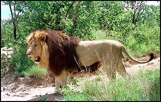A Picture of a Male Lion