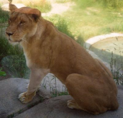 A picture of Female Lion