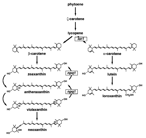 Biosynthetic pathways in plants